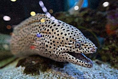 《王牌卡国》Steam页面上线 2025年发售